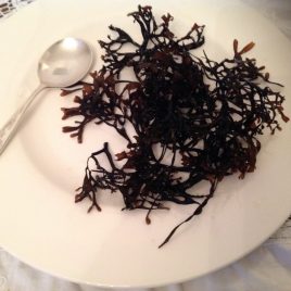 Organic Irish moss or carrageen moss Mastocarpus stellatus